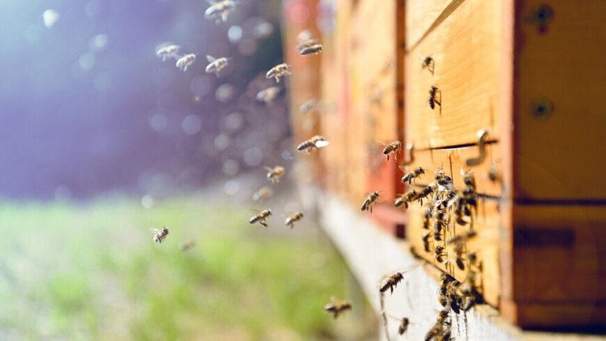 Пчелиная девятина: приметы и поверья на 2 октября